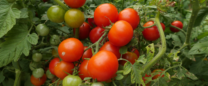 Lire l'article "Une alternative au glyphosate existe !"